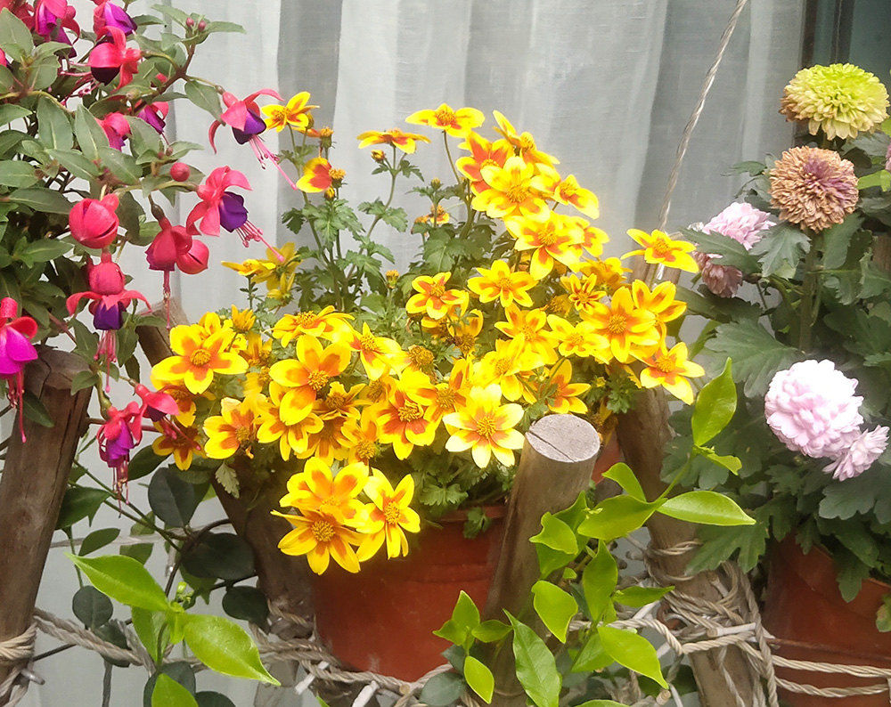 FLOWER