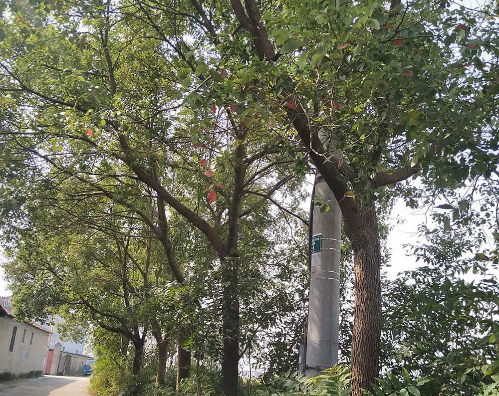 工厂外墙边种的树