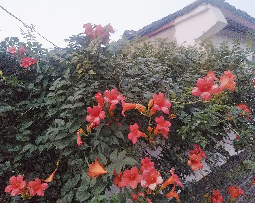 外花墙