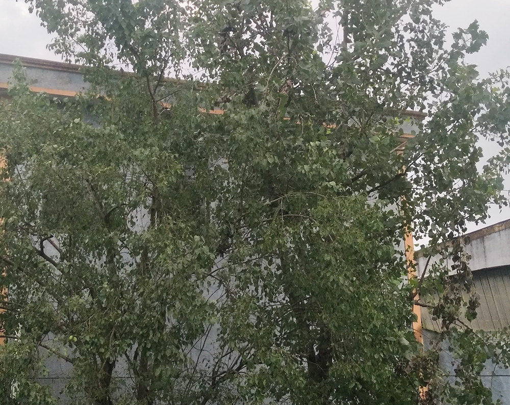 工厂周围的树
